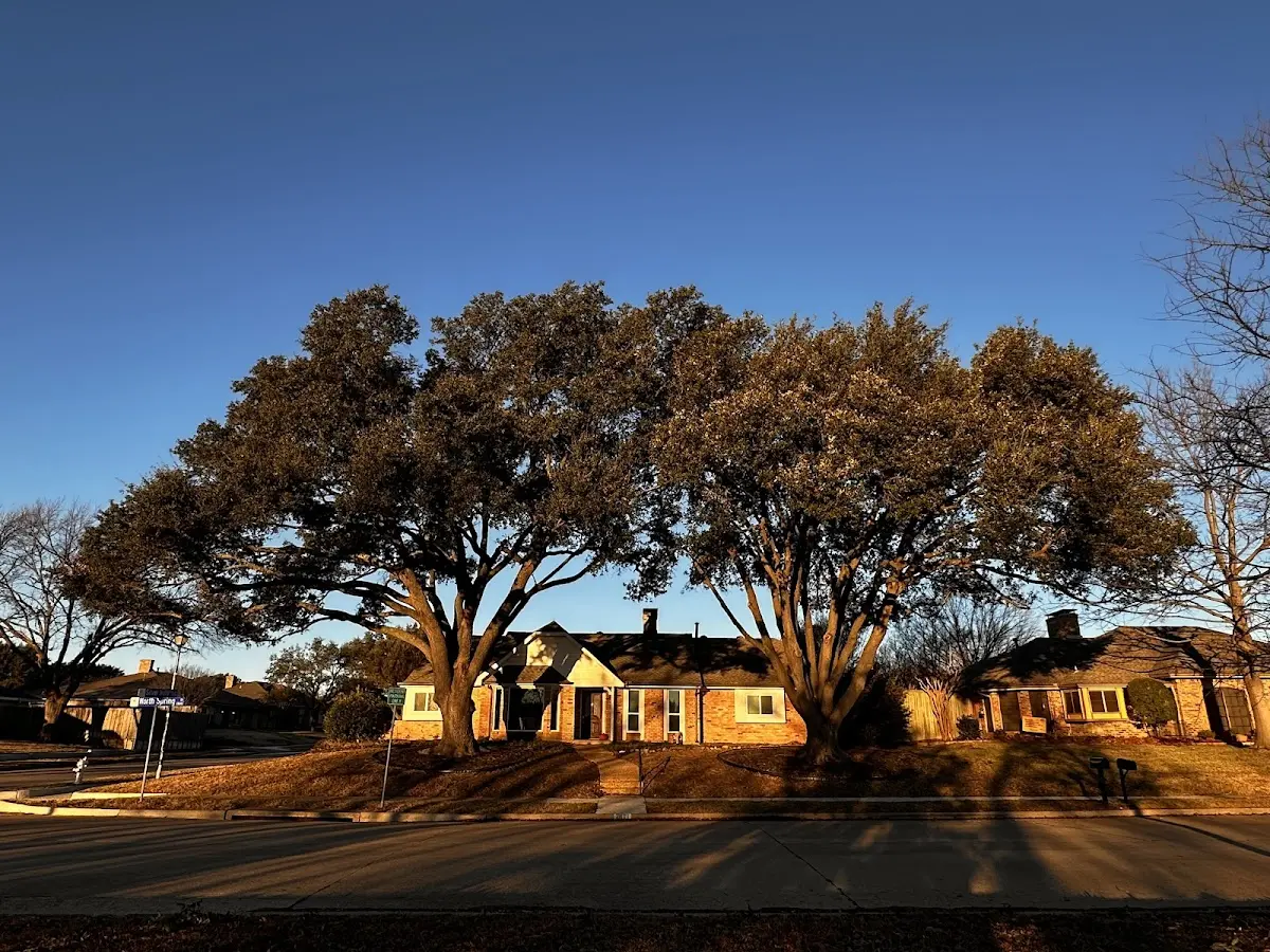 Established residential canopy tree shading a home in Glendora